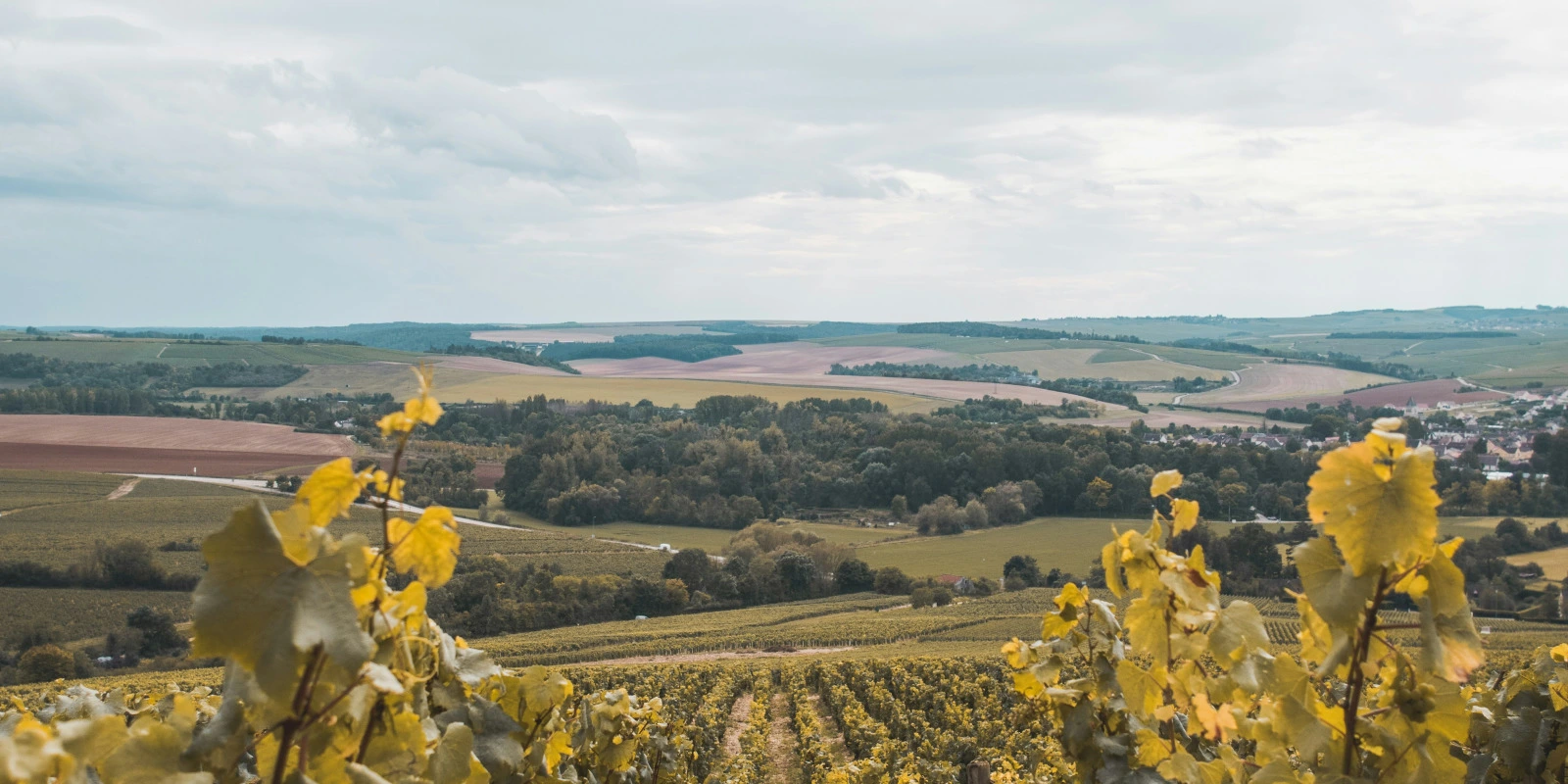 Le BTS ACd : Focus sur l'Agronomie Durable Le BTS ACd : Focus sur l'Agronomie Durable